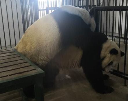 生育率低，镇江辅助生殖机构增多，未来可以在义乌做供卵试管婴儿吗？