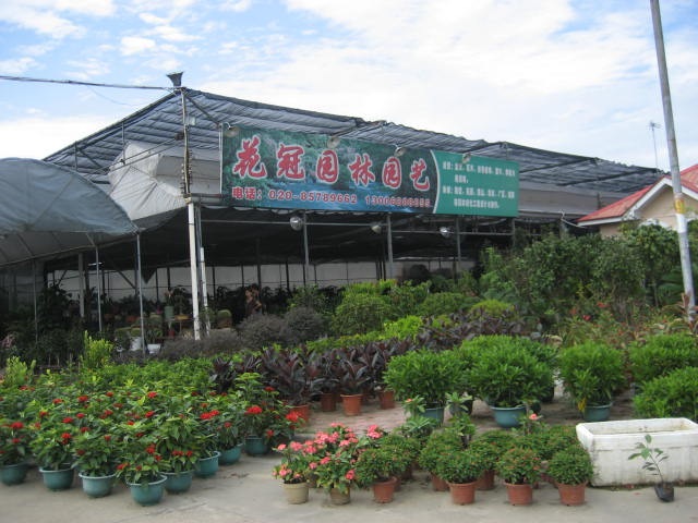 借卵试管婴儿胚胎移植日记